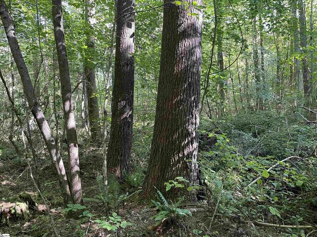 Photo of 111 Chauga Shoals Drive Photo of 111 Chauga Shoals Drive