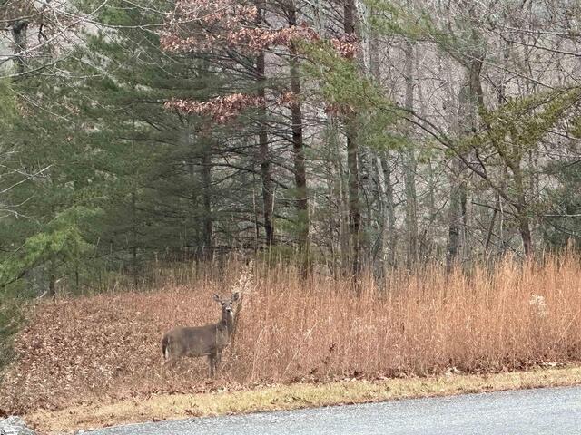 Photo of 00 Jackson Cove Road