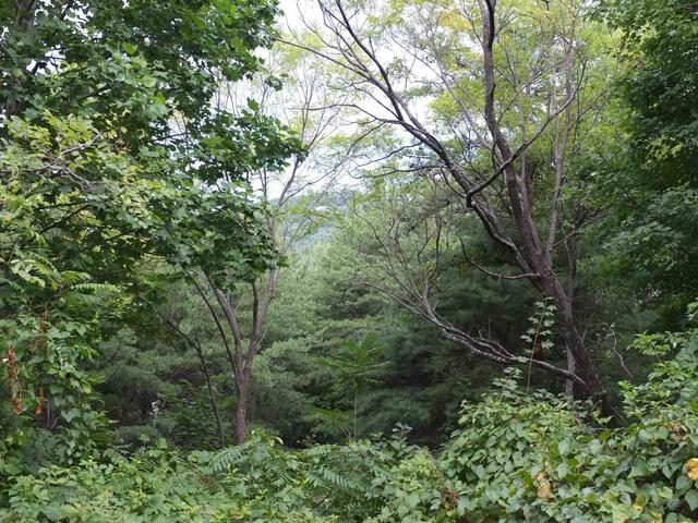 Photo of 293 Foggy Cut Lane