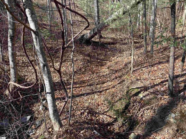 Photo of 130 Indian Pipe Trail