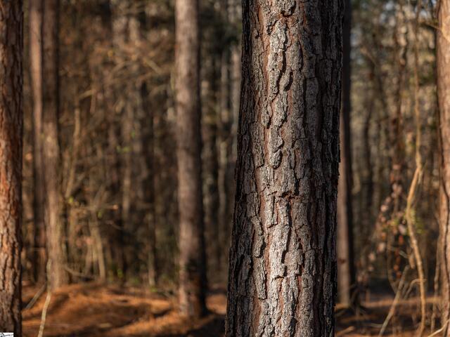Photo of 03 Mill Pine Road