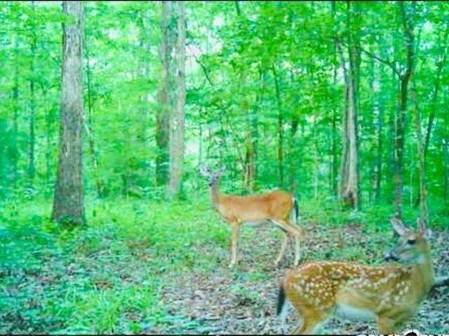 Photo of 0 Dogwood Lane