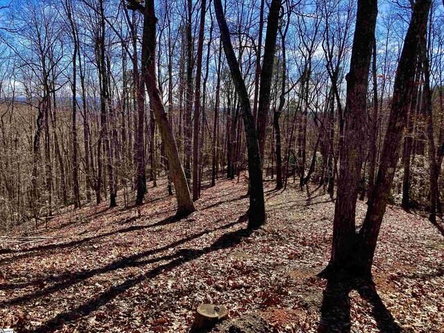 Photo of 25 Cherokee Rose Trail