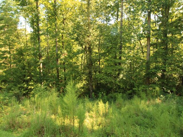 Photo of Cleo Chapman Highway