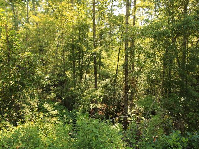 Photo of Cleo Chapman Highway