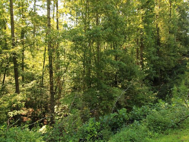 Photo of Cleo Chapman Highway