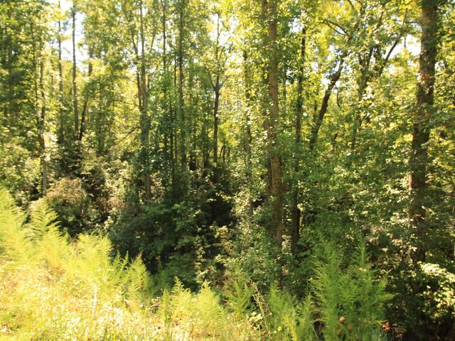 Photo of Cleo Chapman Highway