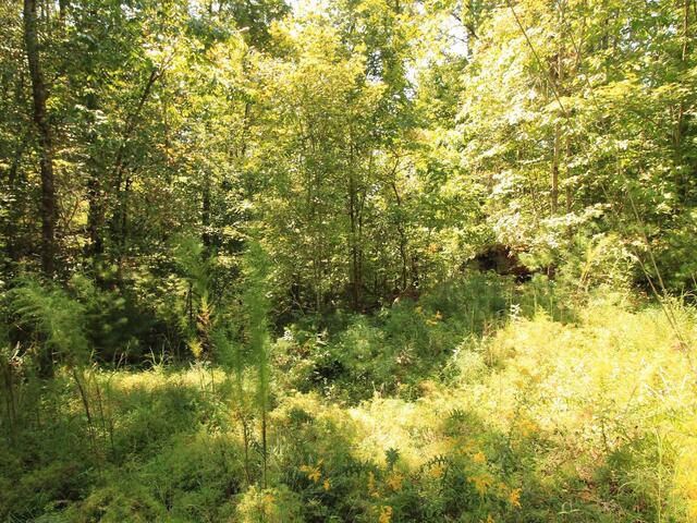 Photo of Cleo Chapman Highway