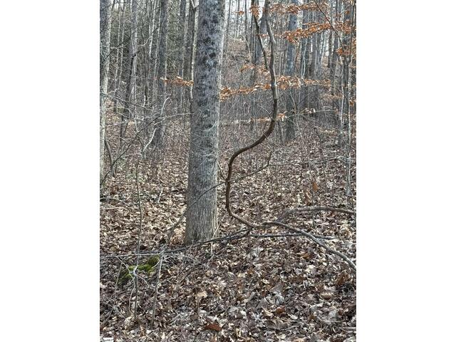 Photo of Links Ledge