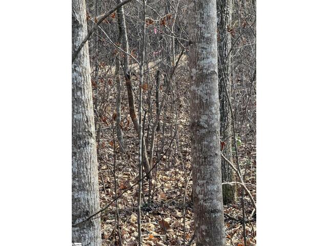 Photo of Links Ledge