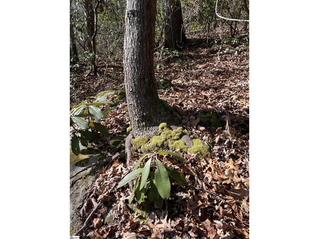 Photo of TBD Woodbine Road