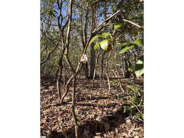 Photo of TBD Woodbine Road