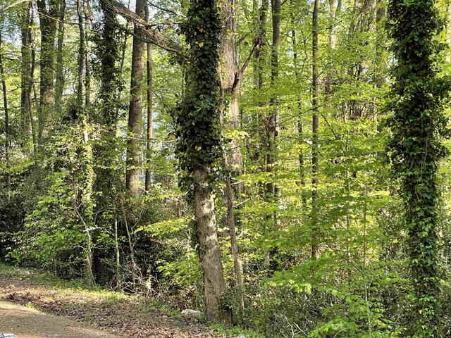 Photo of Forest Lane Drive